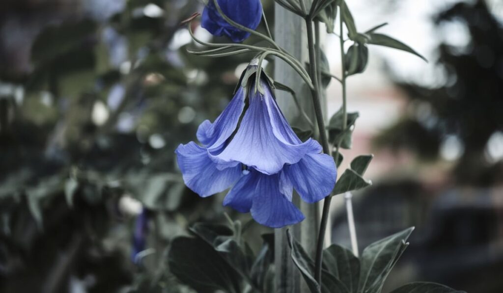 Butterfly Pea Flower Benefits: Unlocking Nature’s Magical Flower