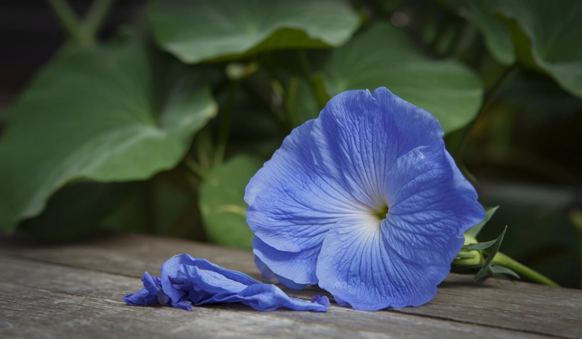 Butterfly Pea Flower Benefits: Unlocking Nature’s Magical Flower