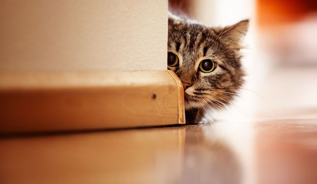 Curiosity Killed the Cat Meaning: Unraveling the Phrase and Its Origins